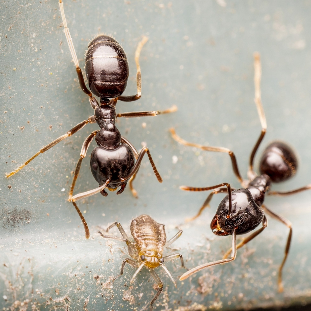 Lasius Fuliginosus — Joigny