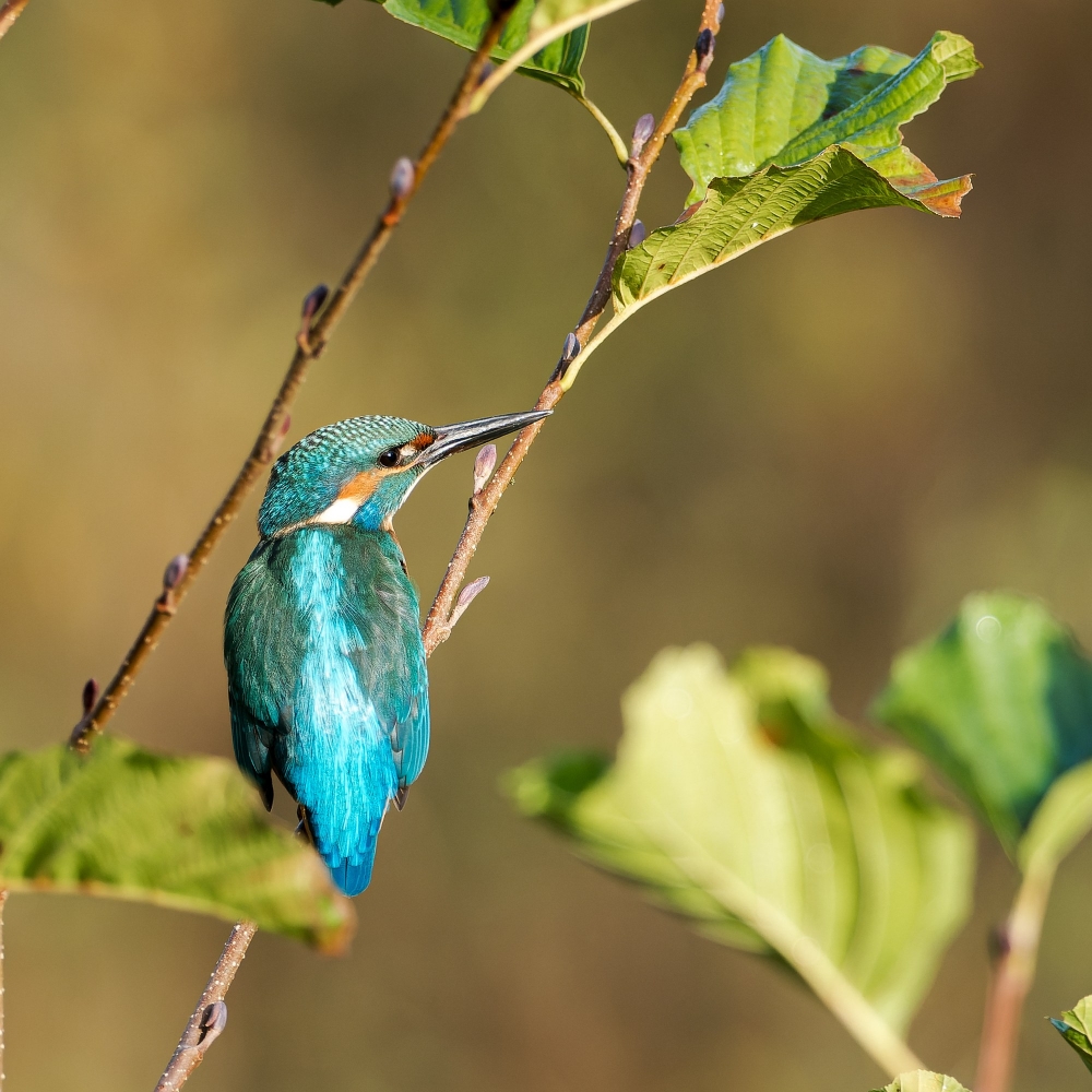 Alcedo Atthis 03 — Vergigny — 60 × 40 cm