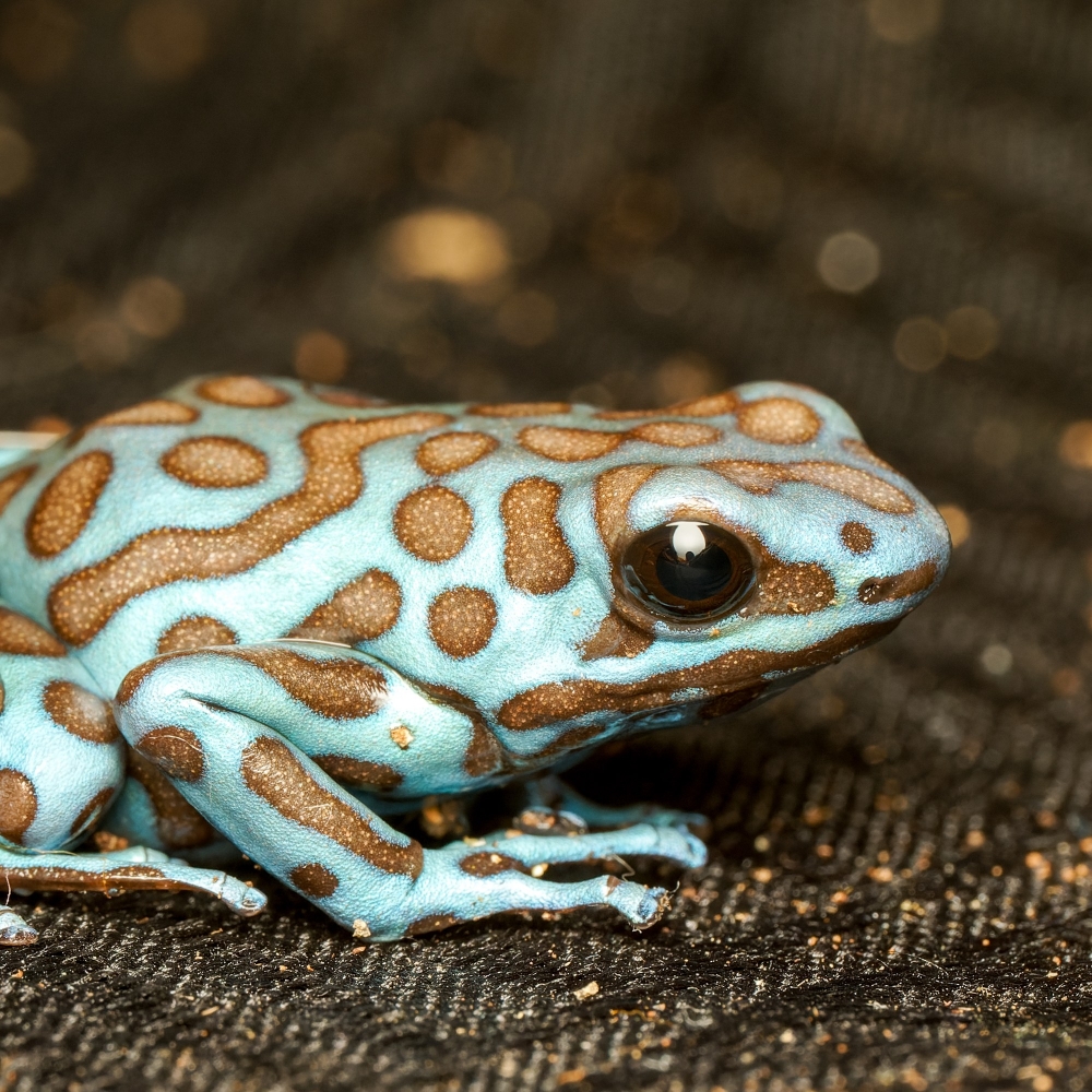 Dendrobates Auratus — 20251115-2025-11-15 — 70 × 50 cm