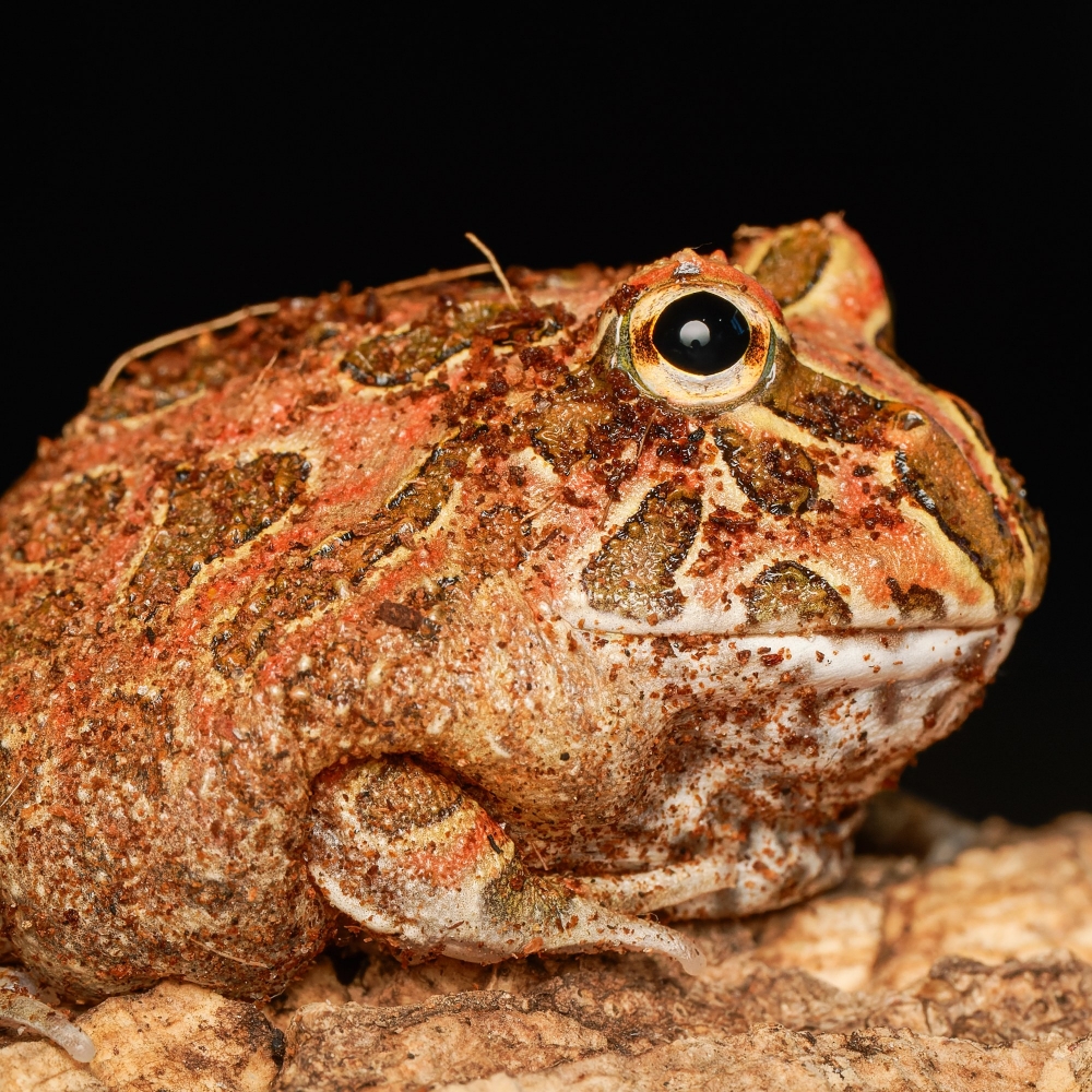 Ceratophrys Cranwelli — 20251115-2025-11-15 — 40 × 30 cm