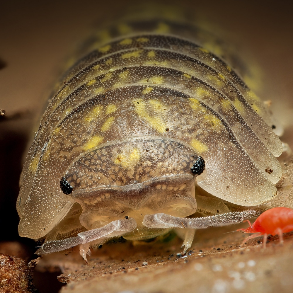 Armadillidium Ameglioi — 70 × 50 cm