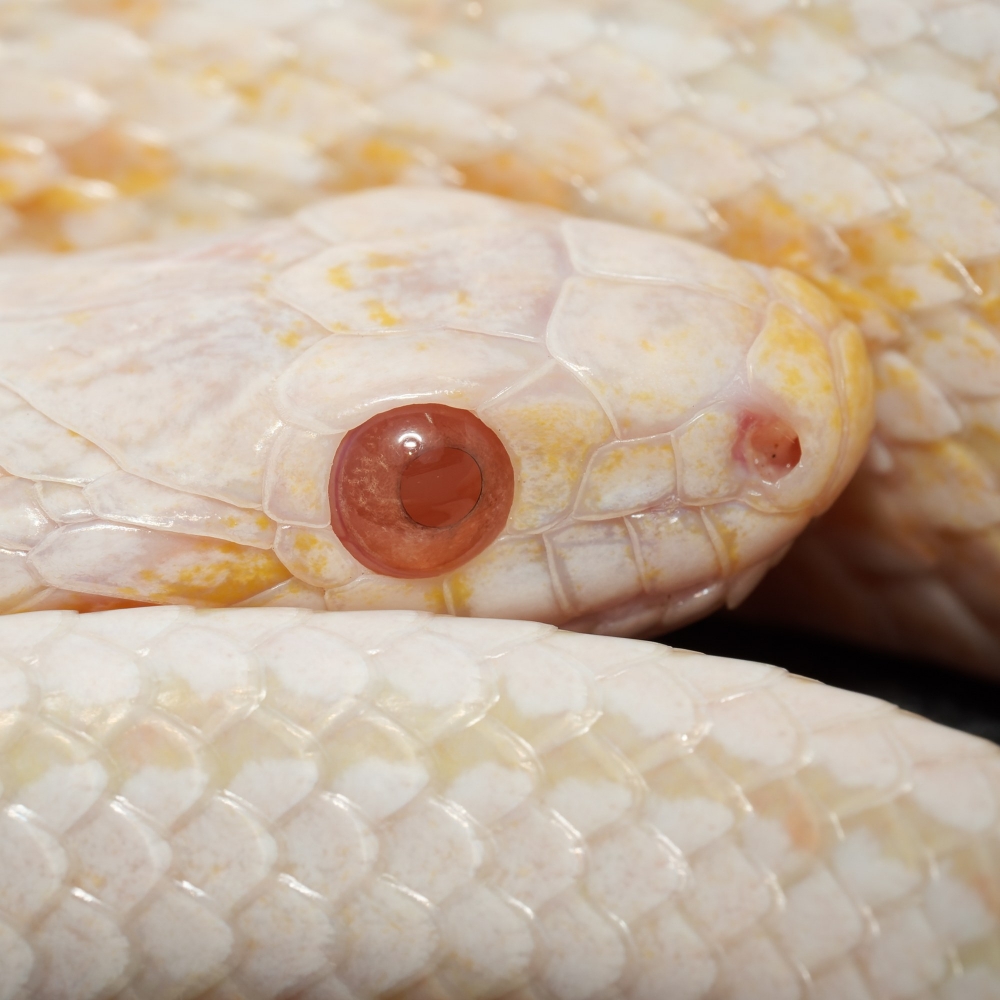 Pantherophis Guttatus — 20251115-2025-11-15 — 60 × 40 cm