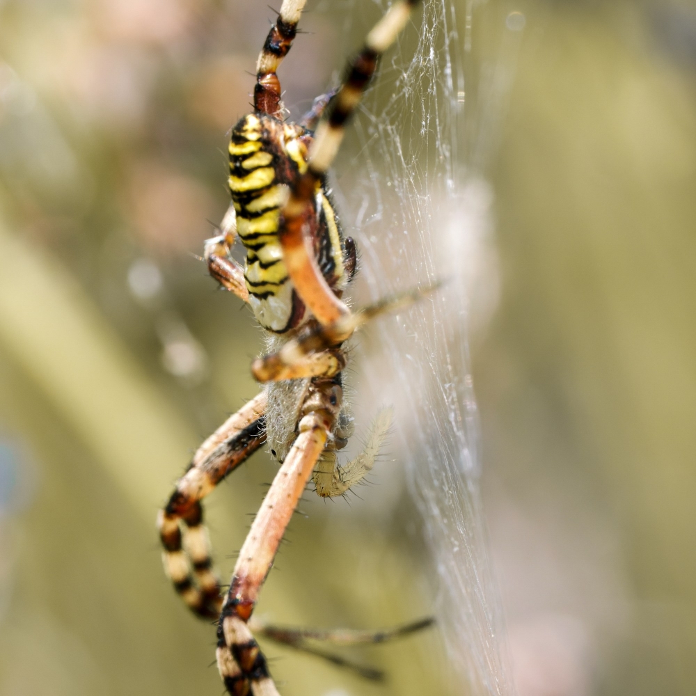 Wasp Spider in Venoy — 50 × 70 cm
