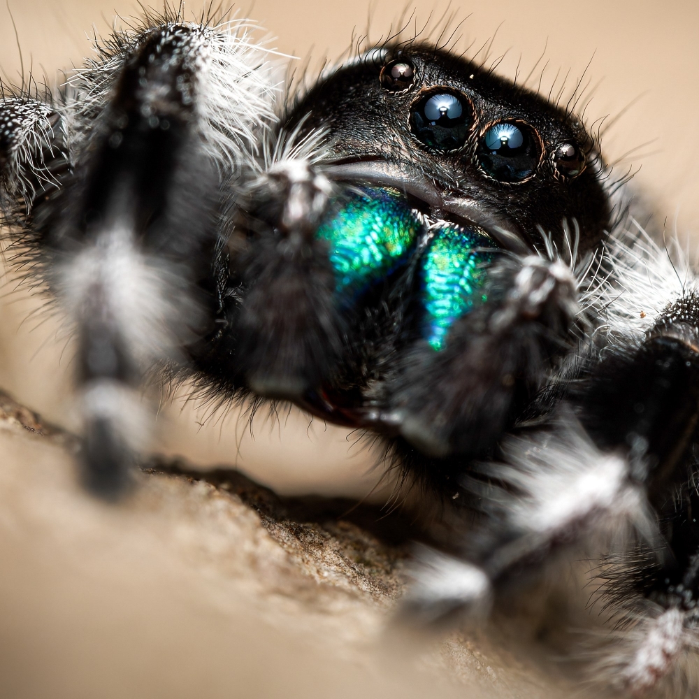 Tchala — Phidippus regius White Bahamas — 60 × 40 cm