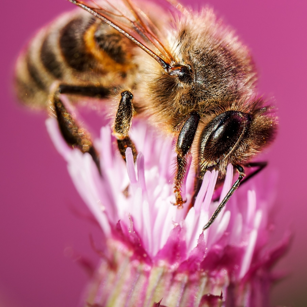 Apis Mellifera — Tignes — 30 × 40 cm