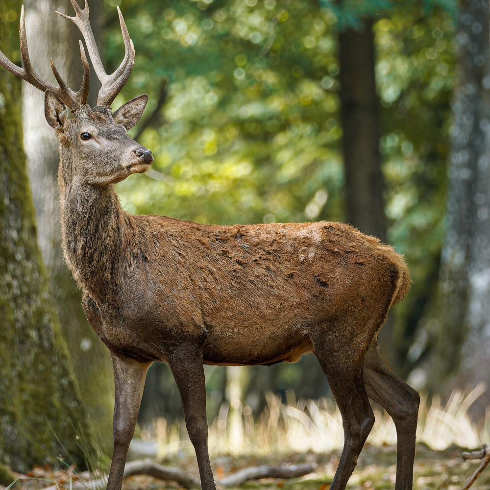 Cervus Elaphus — 20251014 — 60 × 40 cm
