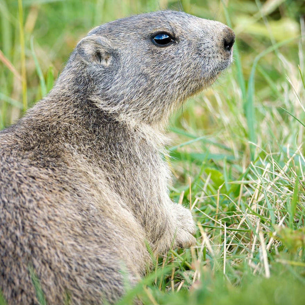 Marmota Marmota — 20250811 — 60 × 40 cm