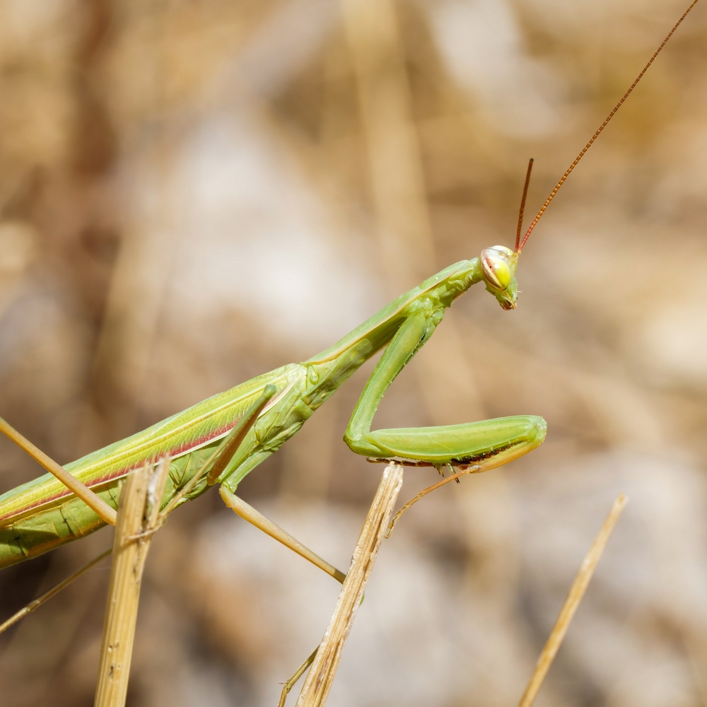 European Praying Mantis in Cheny — 70 × 50 cm