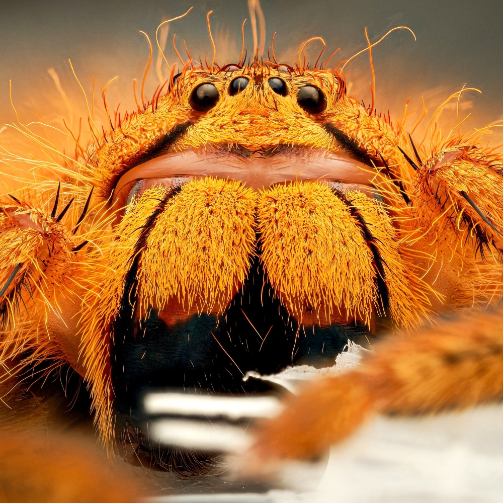Heteropoda David Bowie — 70 × 50 cm