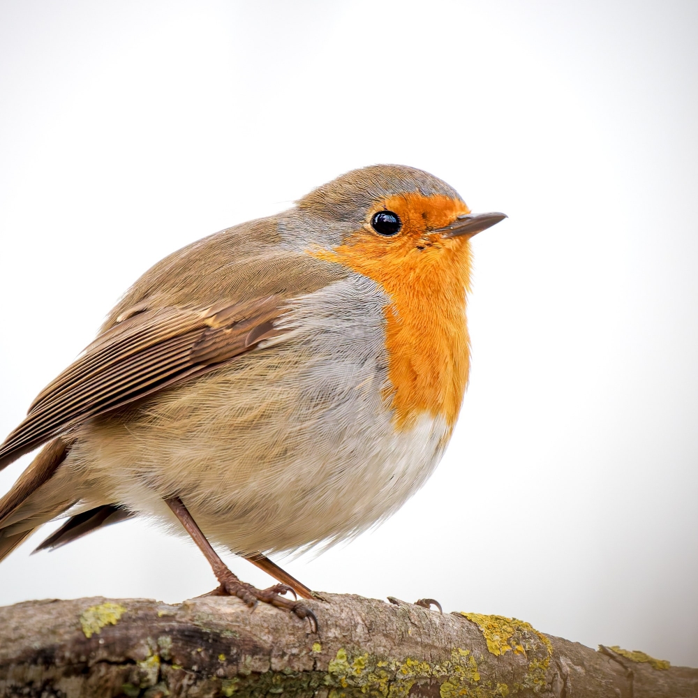 European Robin in 20251201 — 70 × 50 cm