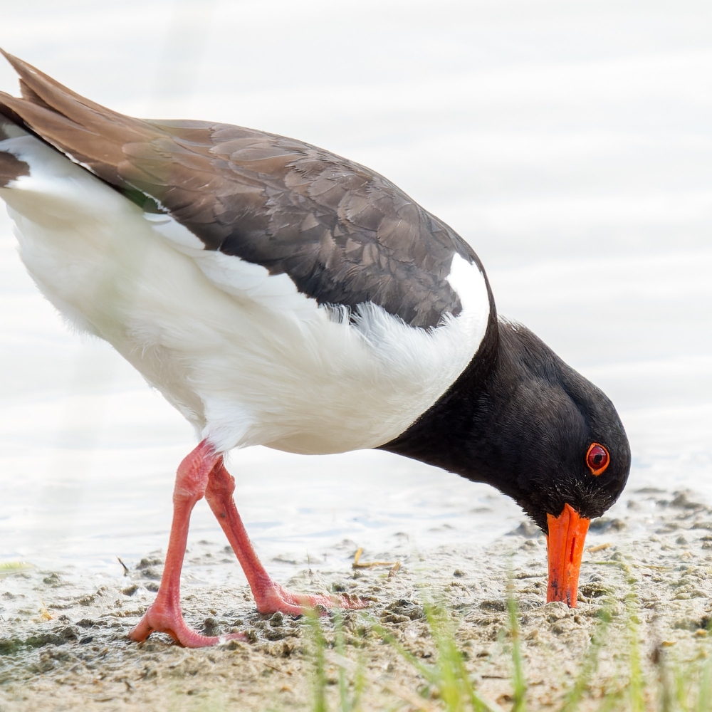 Haematopus Ostralegus — 20250518 — 40 × 30 cm