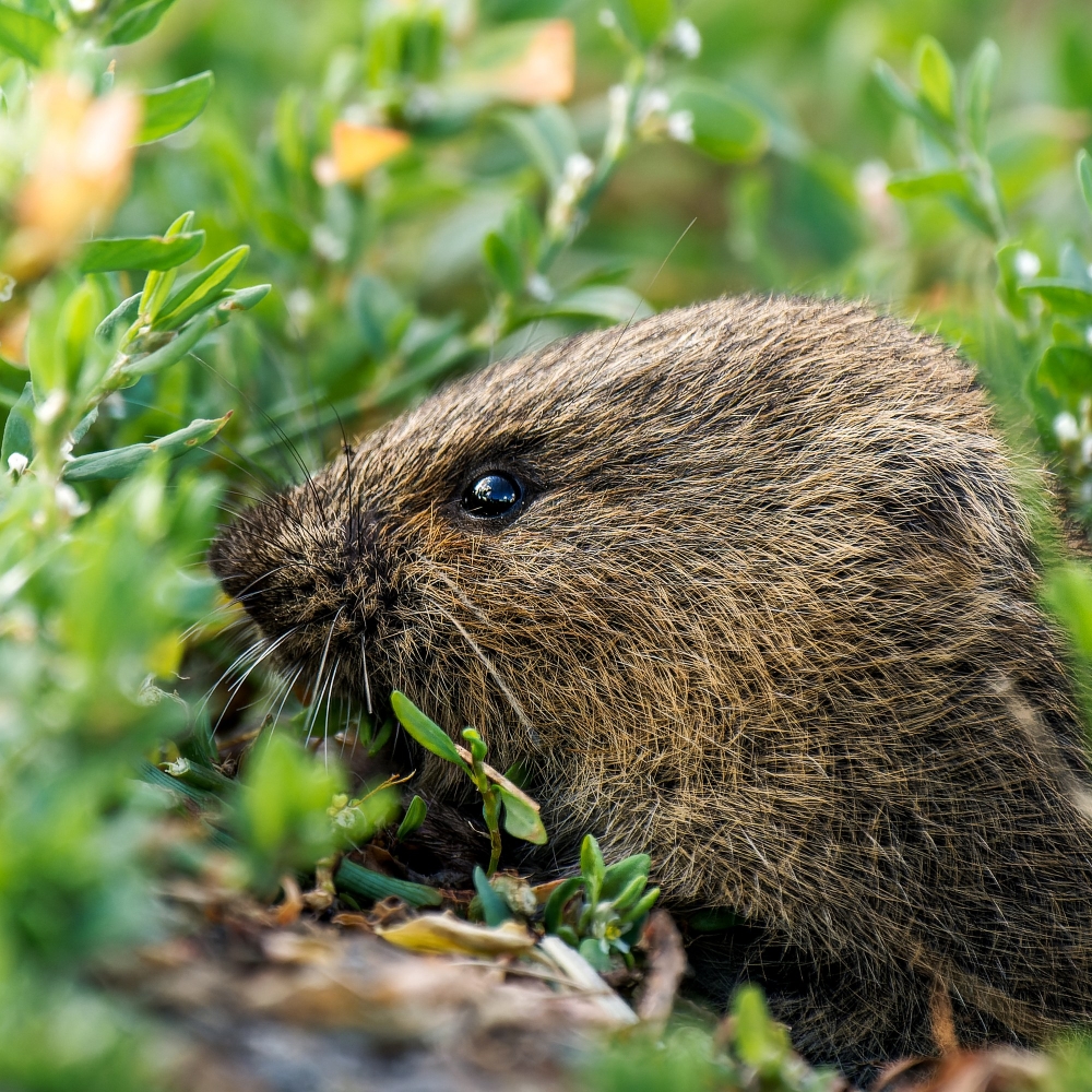 Common Vole in Les Planches-en-Montagne — 40 × 30 cm