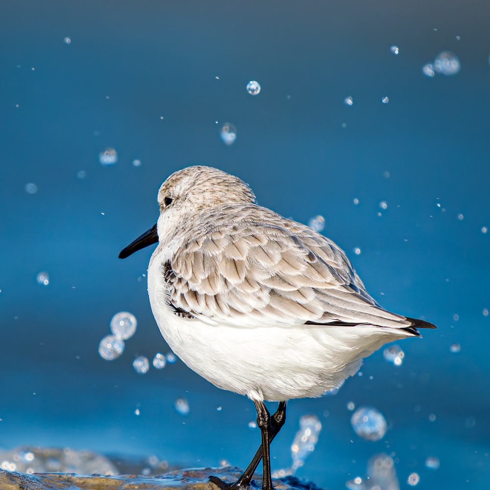 Calidris Alba — 20251205 — 40 × 30 cm