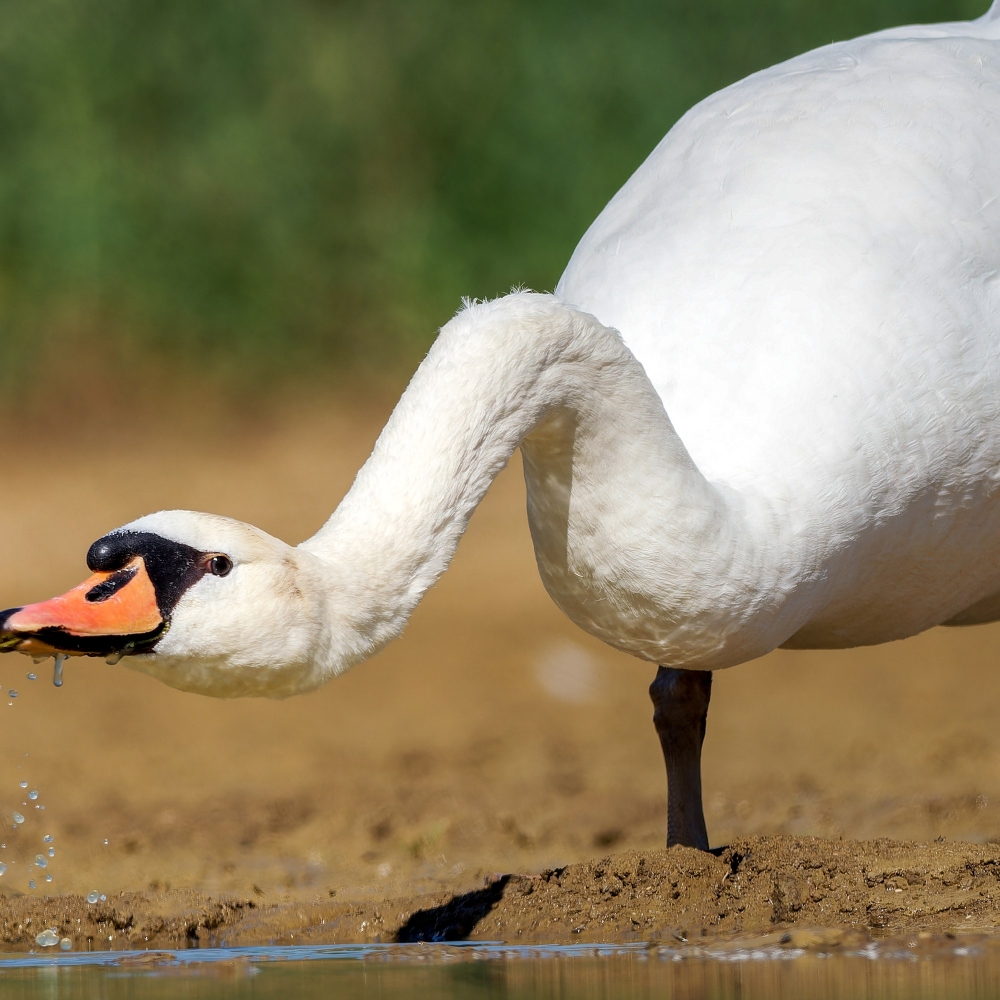 20250331 P3311110 Orf Dxo Deepprimexd — 40 × 30 cm