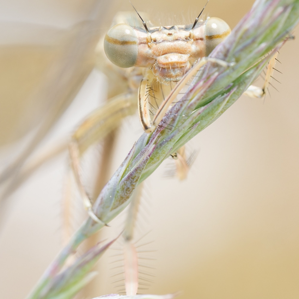 Platycnemis Pennipes — 20250520 — 40 × 30 cm