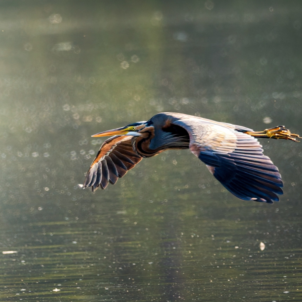 Ardea Purpurea — Mézières-en-Brenne — 70 × 50 cm
