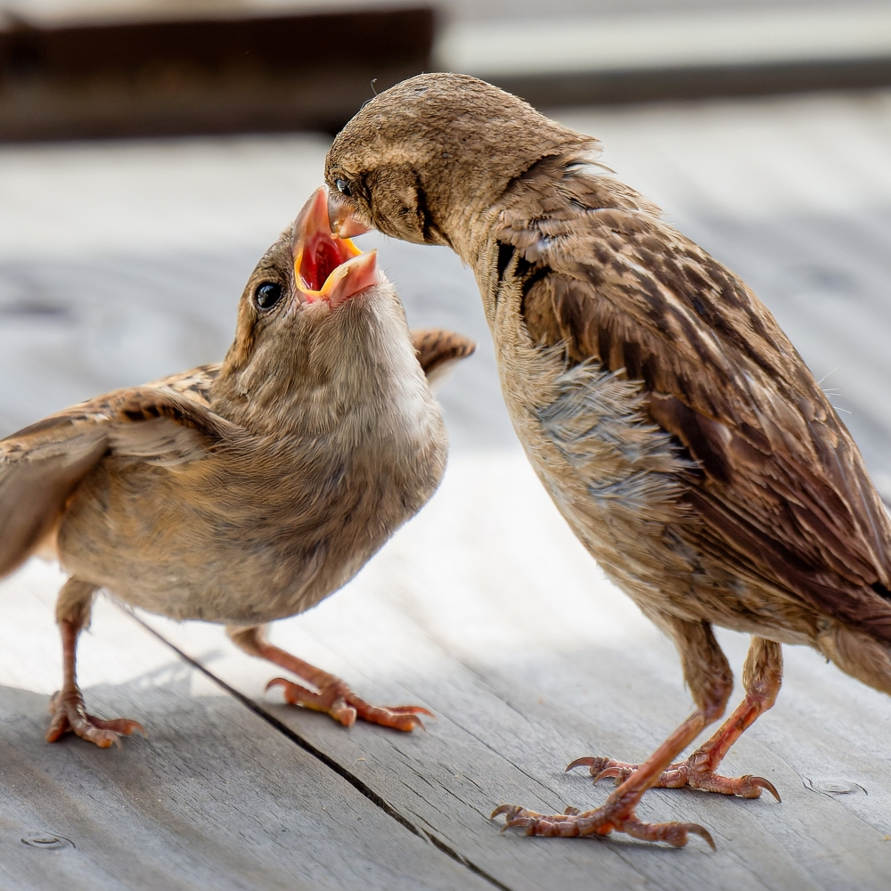House Sparrow in Tignes — 70 × 50 cm