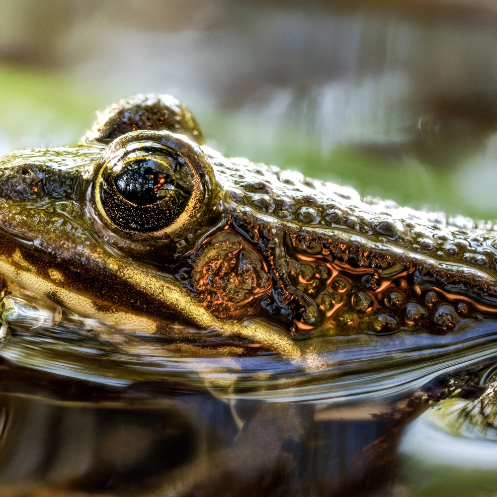 Water Frog in Mézières-en-Brenne — 60 × 40 cm