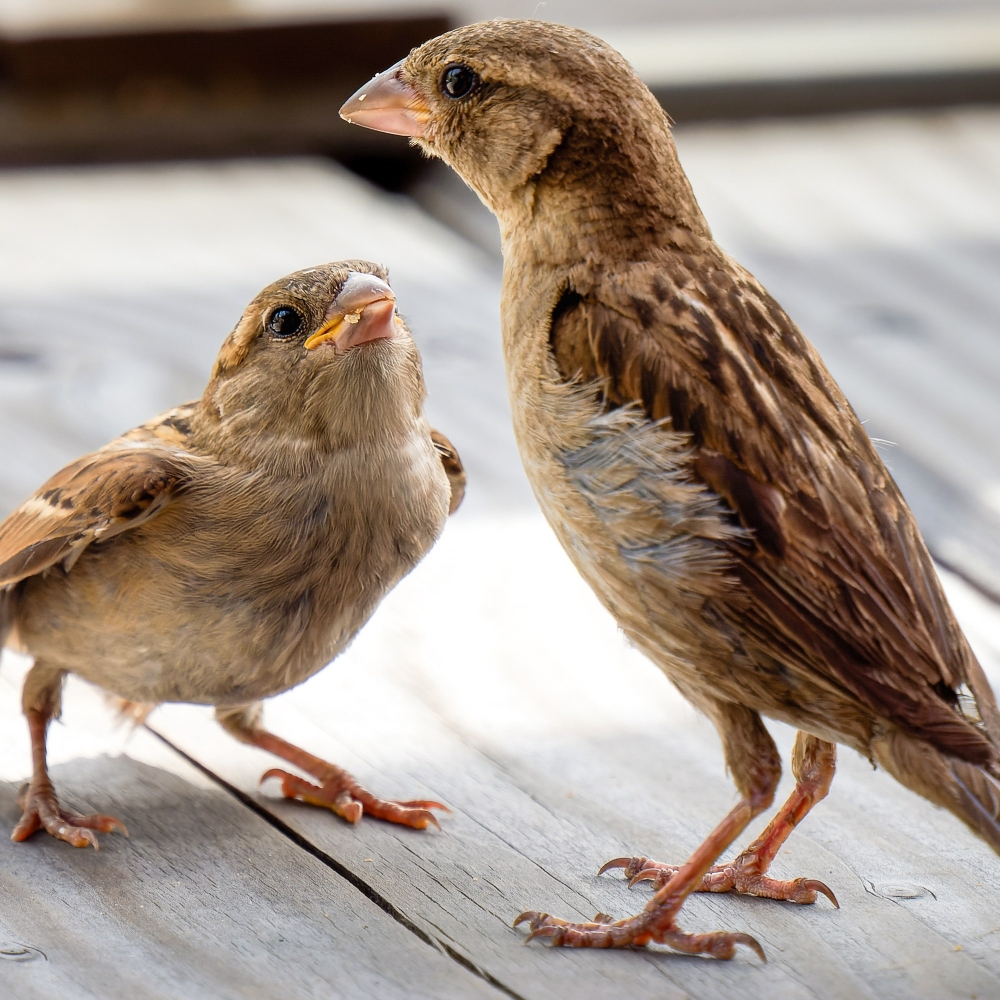House Sparrow in Tignes — 60 × 40 cm