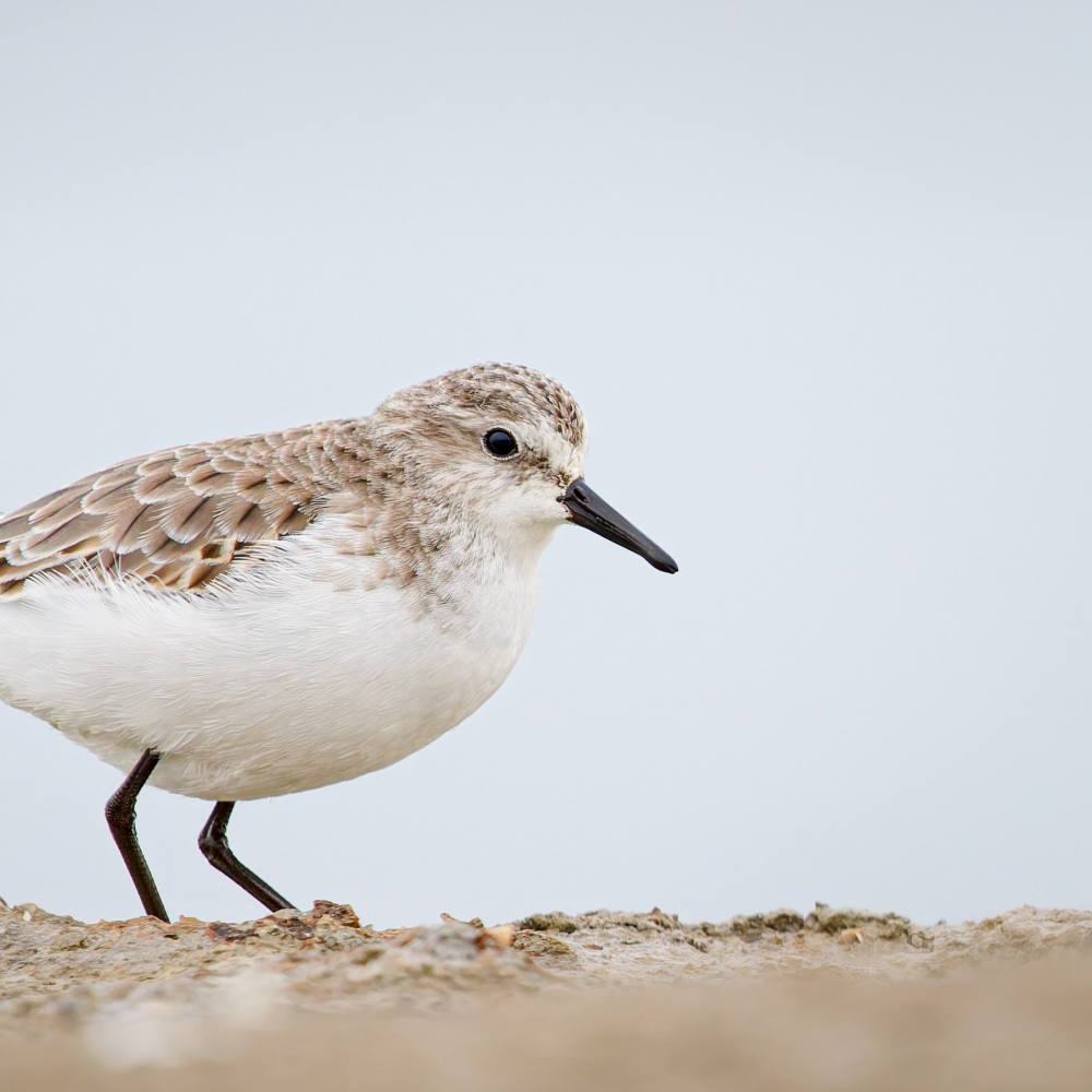 Calidris Minuta — 20251204 — 40 × 30 cm