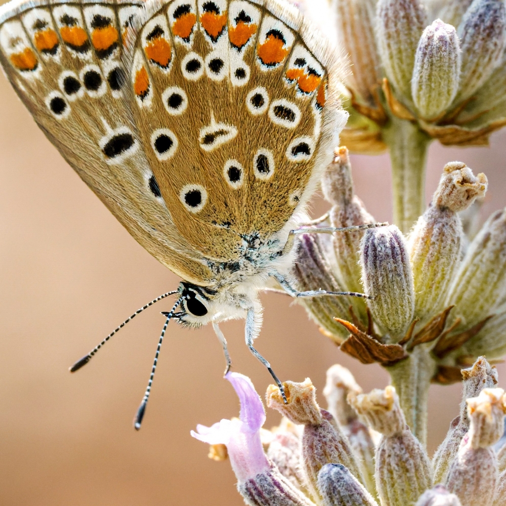 Common Blue Butterfly in Venoy — 40 × 60 cm