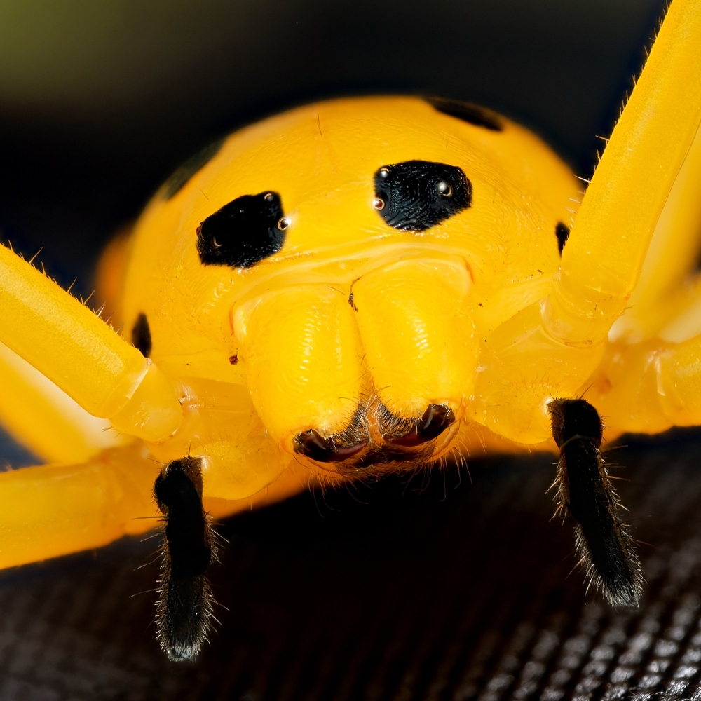 Platythomisus Octomaculatus — 20251118-2025-11-15 — 40 × 30 cm