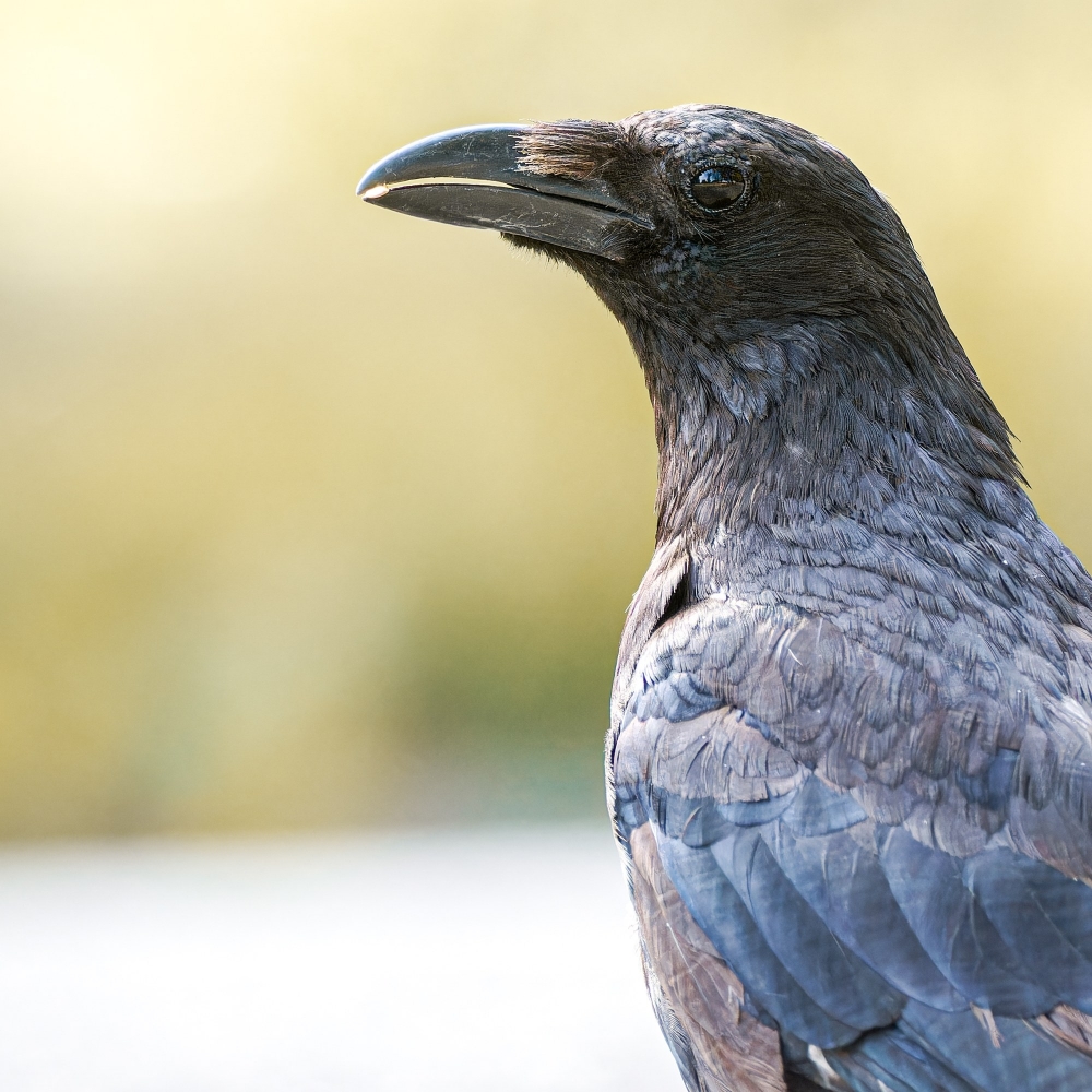 Corvus Corone — Bois de Boulognes — 40 × 30 cm
