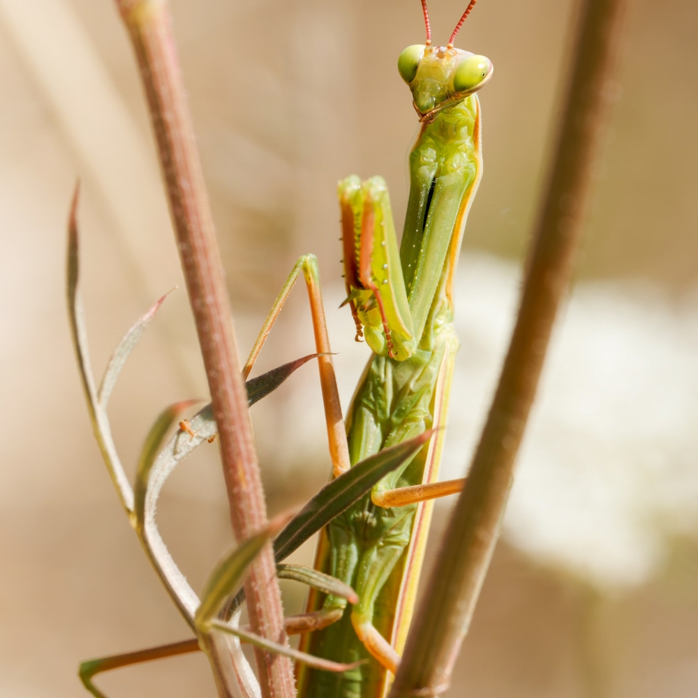 European Praying Mantis in Cheny — 30 × 40 cm
