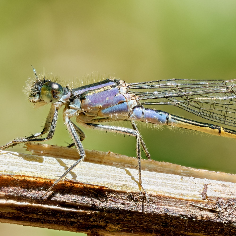 Ischnura Elegans — 20250516 — 70 × 50 cm