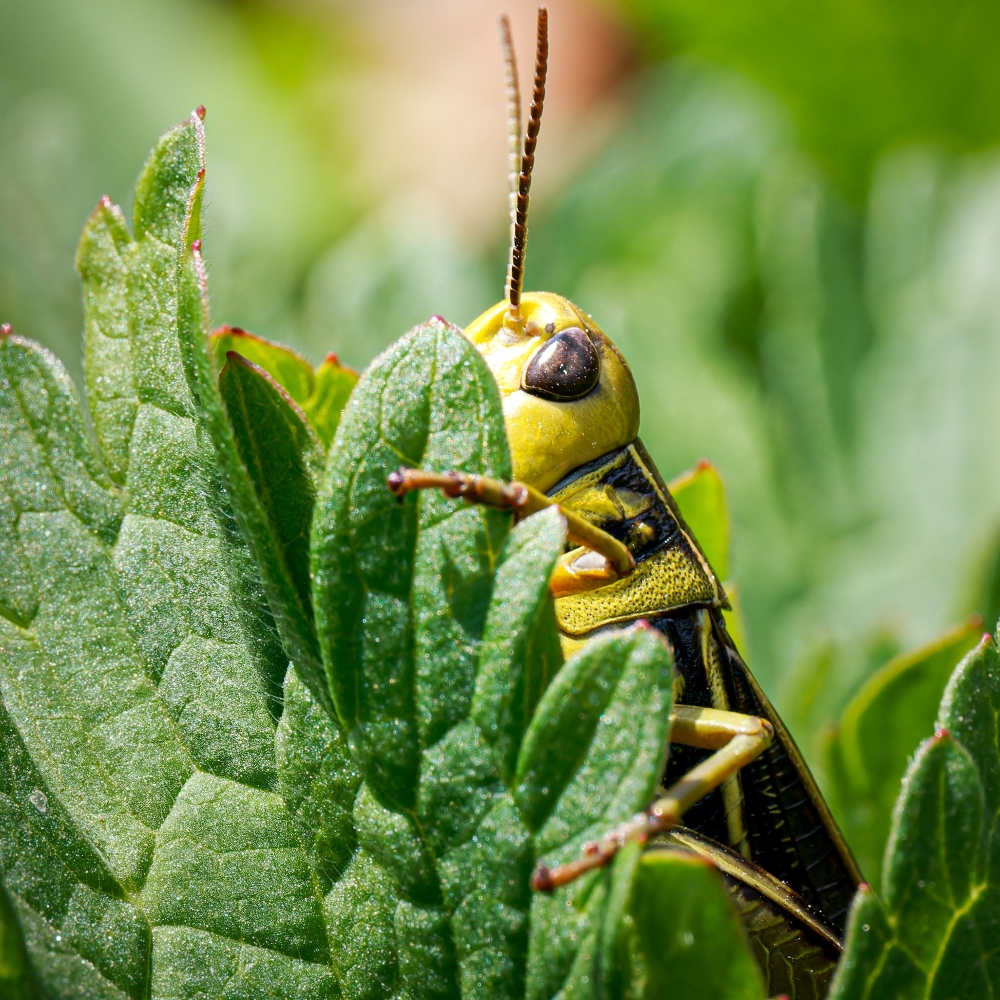 Arcyptera Fusca — 20250811 — 70 × 50 cm