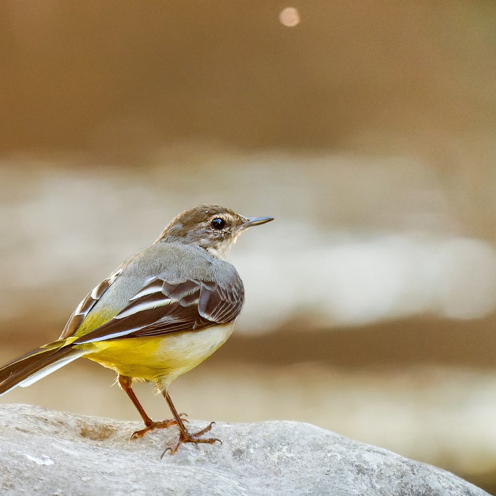 Motacilla Cinerea — Les Planches-en-Montagne — 60 × 40 cm