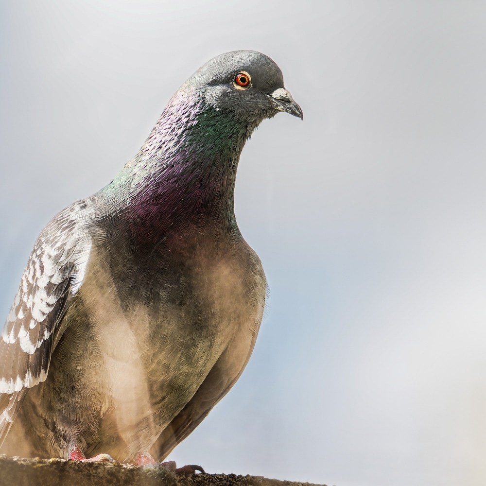 Columba Livia Var. Domestica — Migennes 