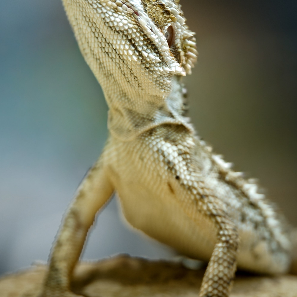 Pogona Henrylawsoni — 20251115-2025-11-15 — 50 × 70 cm