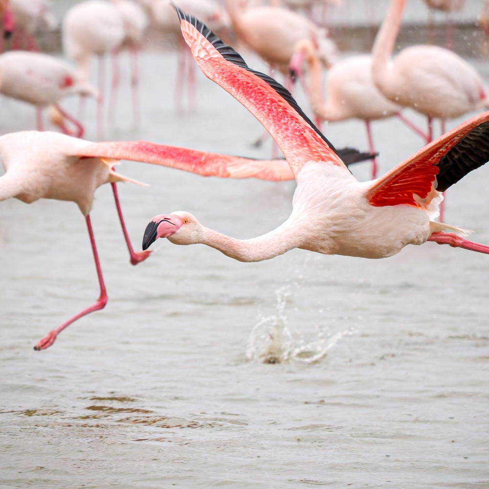 Phoenicopterus Roseus — 20251201 — 40 × 30 cm