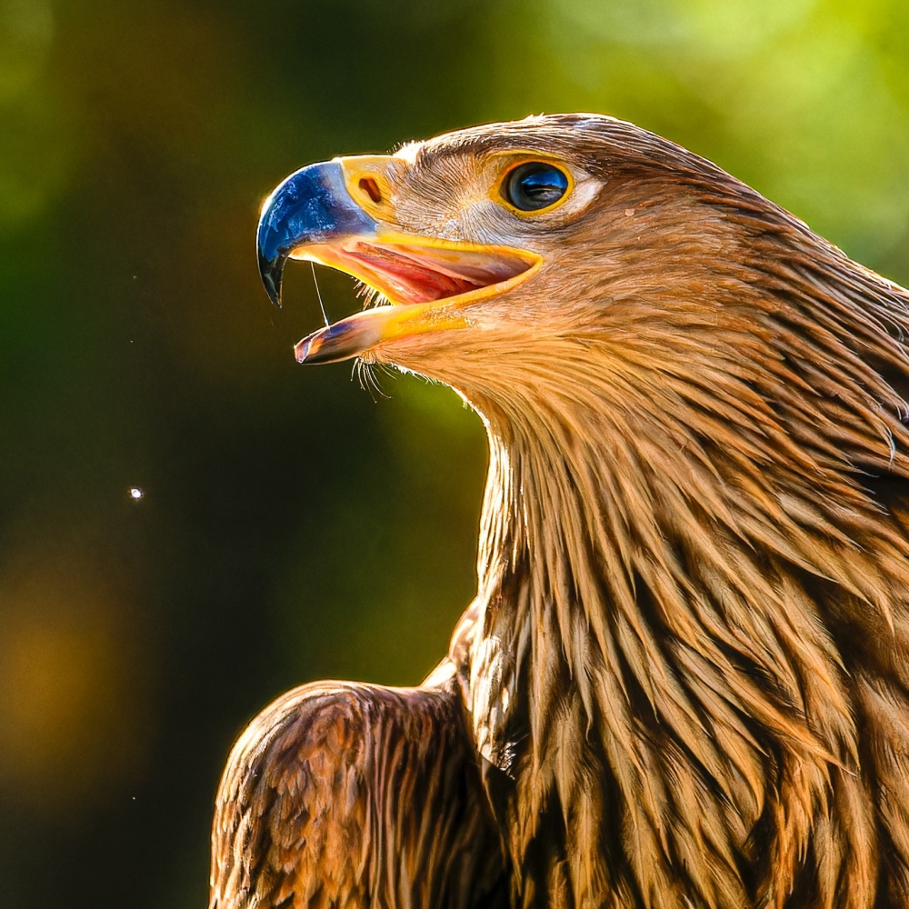 Aquila Chrysaetos — 20251014 — 70 × 50 cm