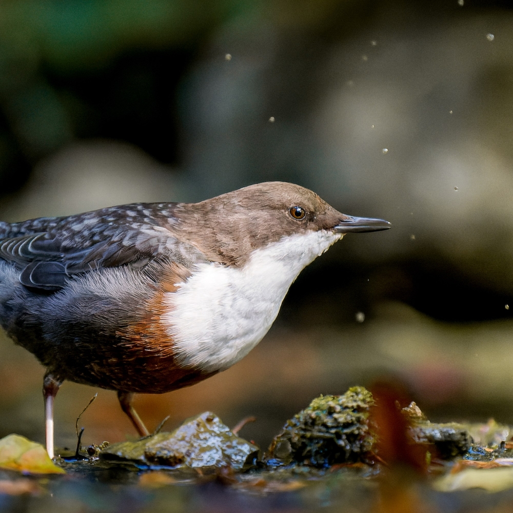 White-throated Dipper in Menétrux-en-Joux — 40 × 30 cm