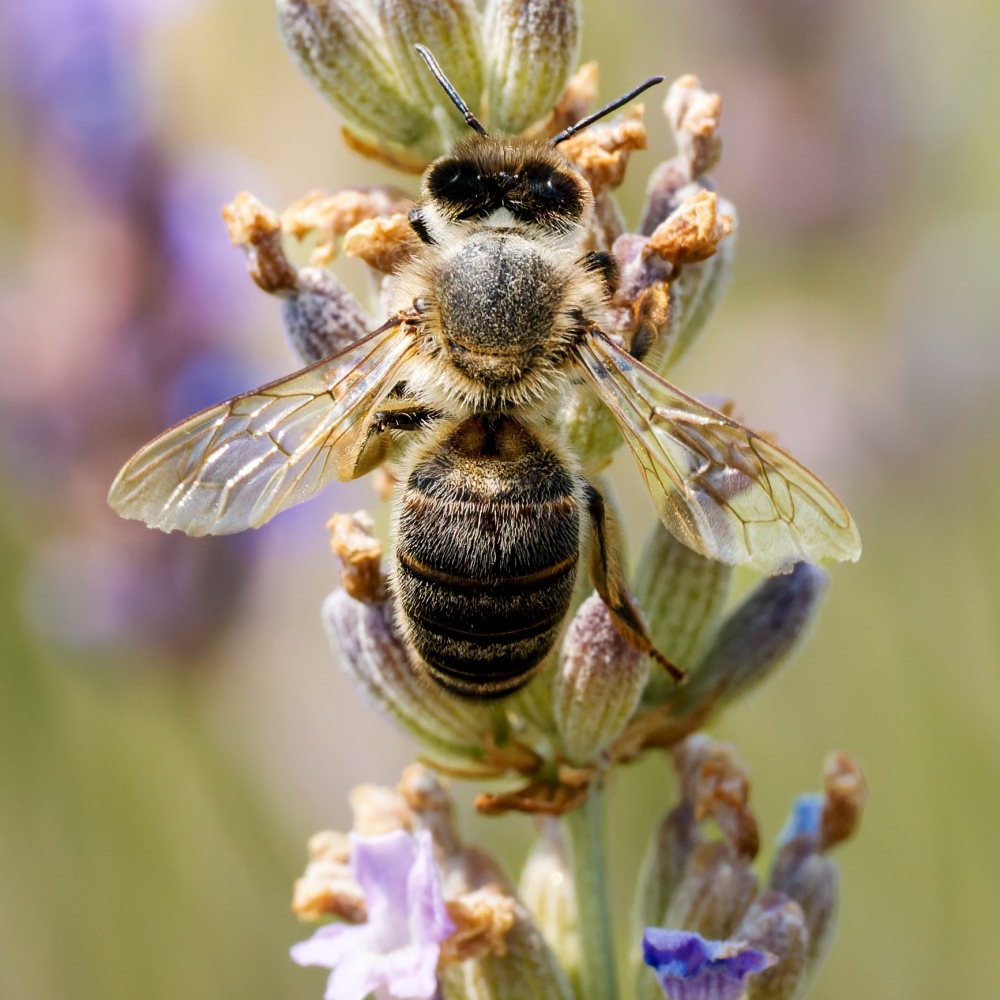 Apis Mellifera — Venoy — 30 × 40 cm