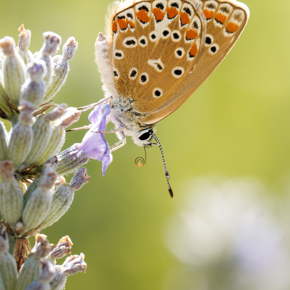 Common Blue Butterfly in Cheny — 60 × 40 cm