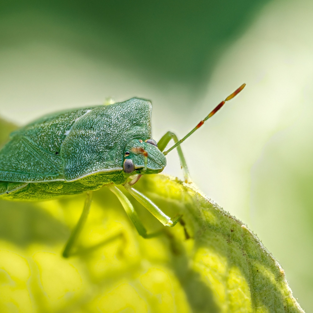 Nezara Viridula — Cheny — 60 × 40 cm