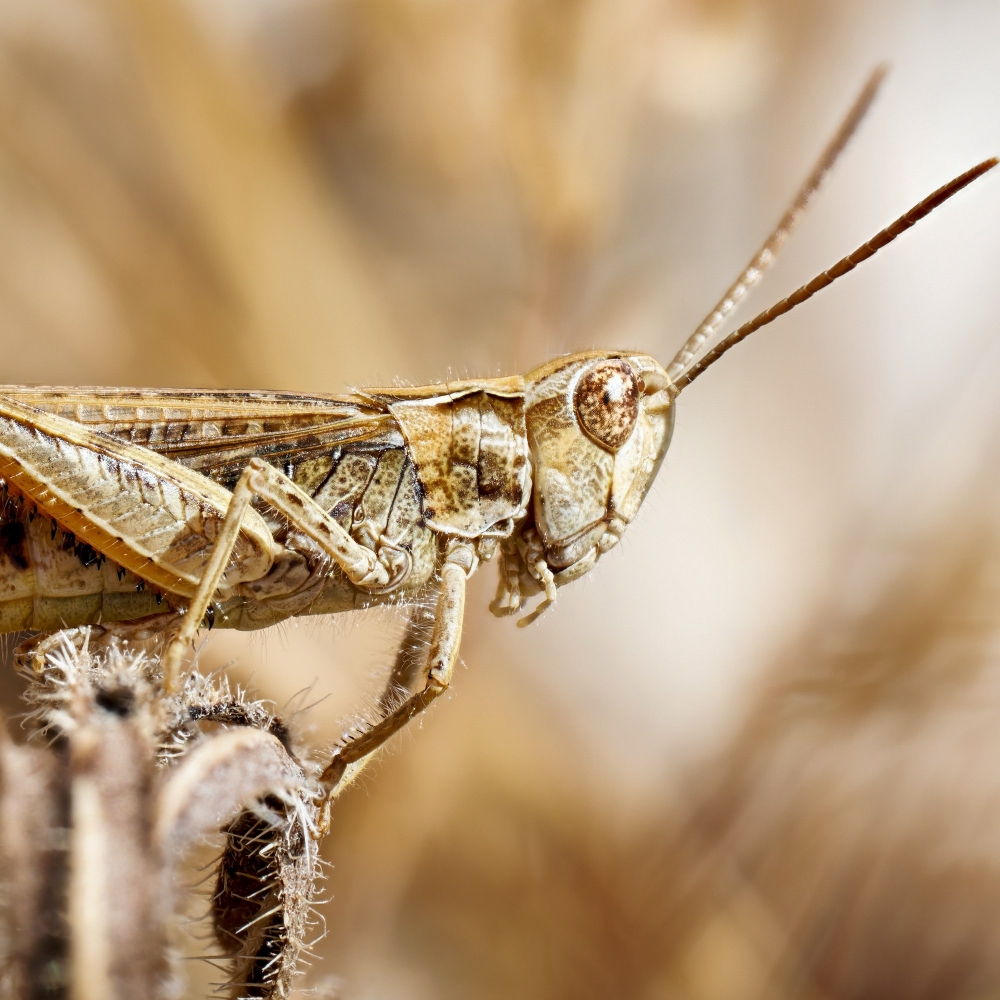 Chorthippus Biguttulus — Cheny — 40 × 30 cm
