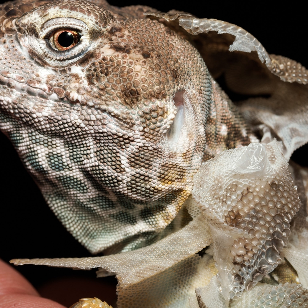 Crotaphytus Collaris — 20251115-2025-11-15 — 70 × 50 cm