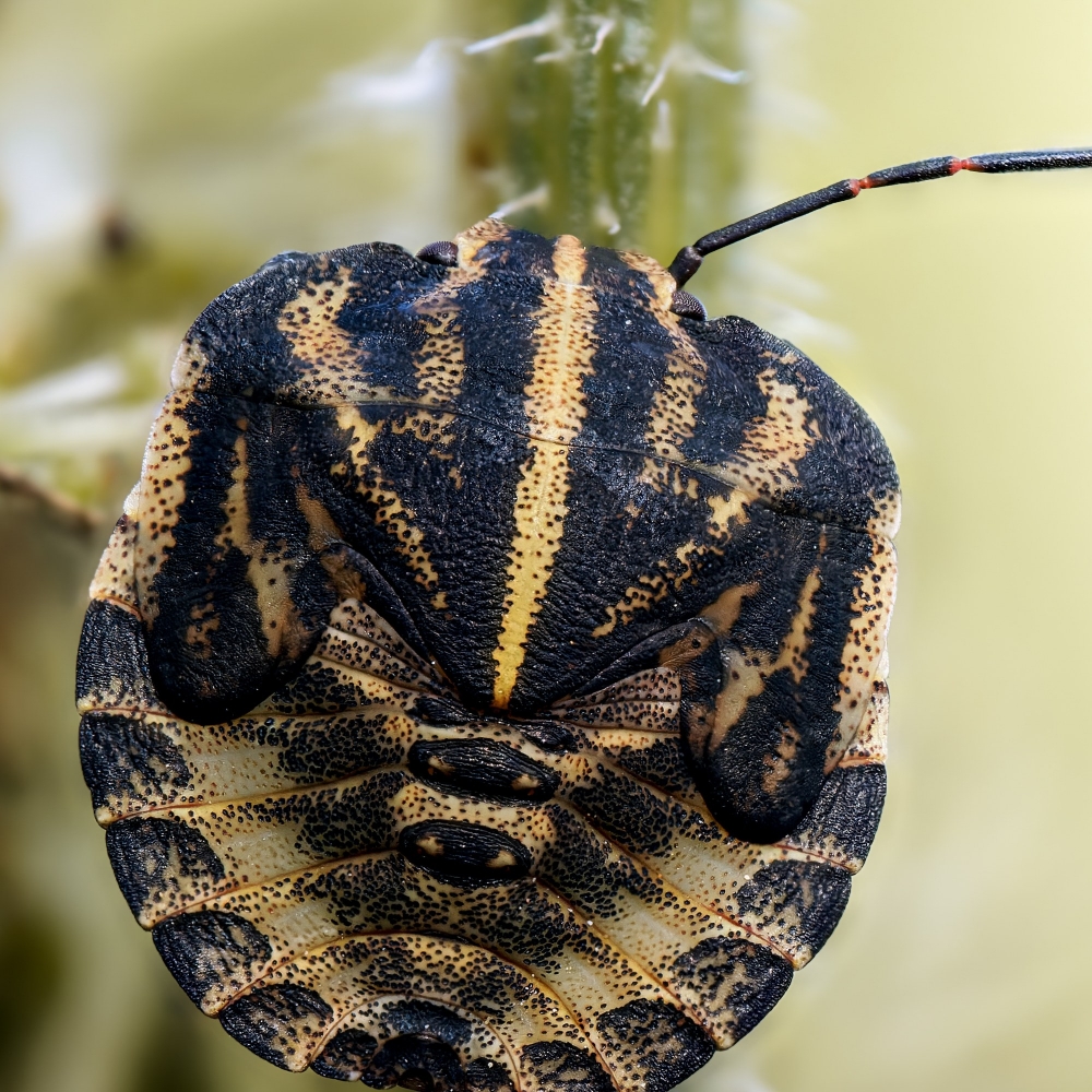 Striped Shield Bug in Frasne — 40 × 60 cm