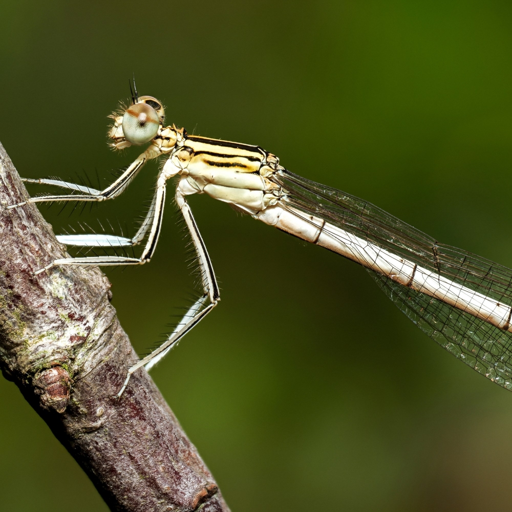 Platycnemis Pennipes — 20250722 — 60 × 40 cm