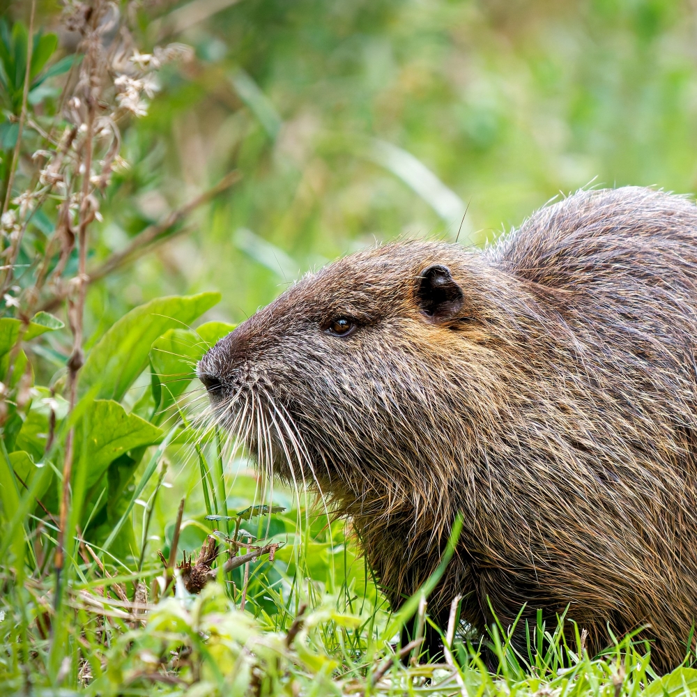 Myocastor Coypus — 20251201 — 40 × 30 cm