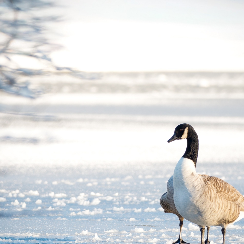 Branta Canadensis 