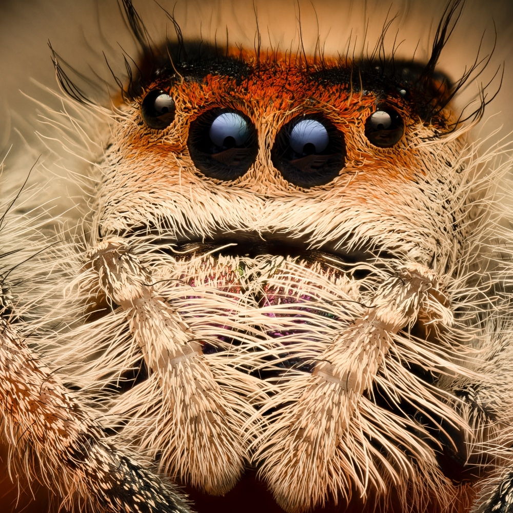 20250124,25 Abaddon Phidippus Regius Florida — 70 × 50 cm