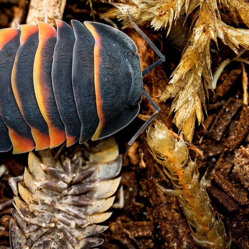 Merulanella Sp Ember Bee — 40 × 30 cm