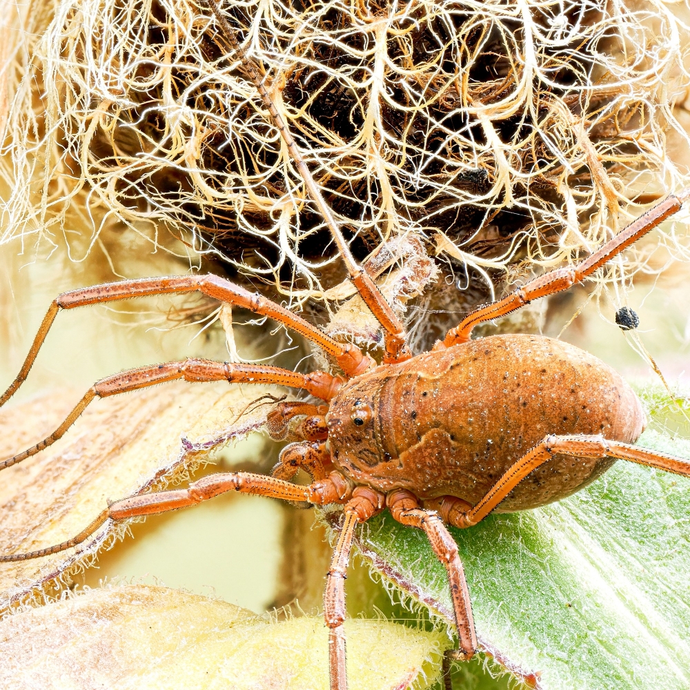Mitopus Morio — 20250812 — 40 × 30 cm