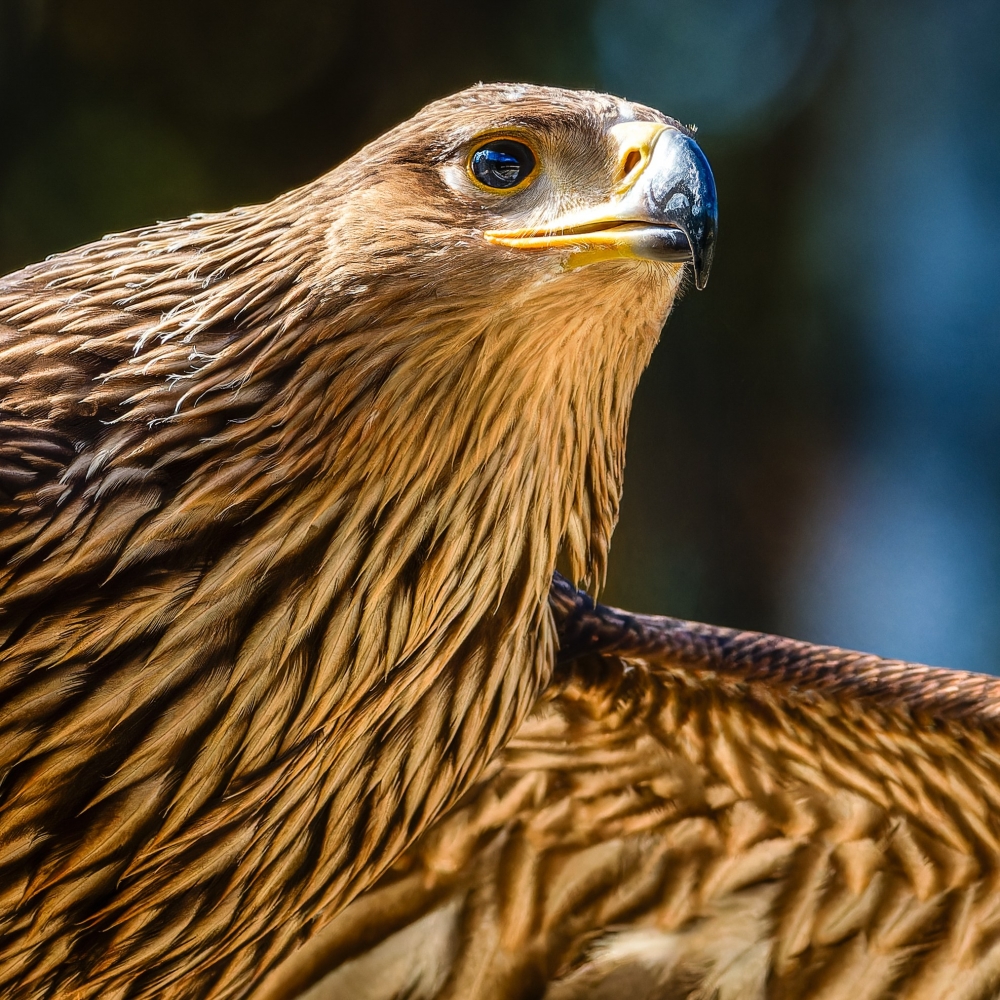 Aquila Chrysaetos — 20251014 — 60 × 40 cm