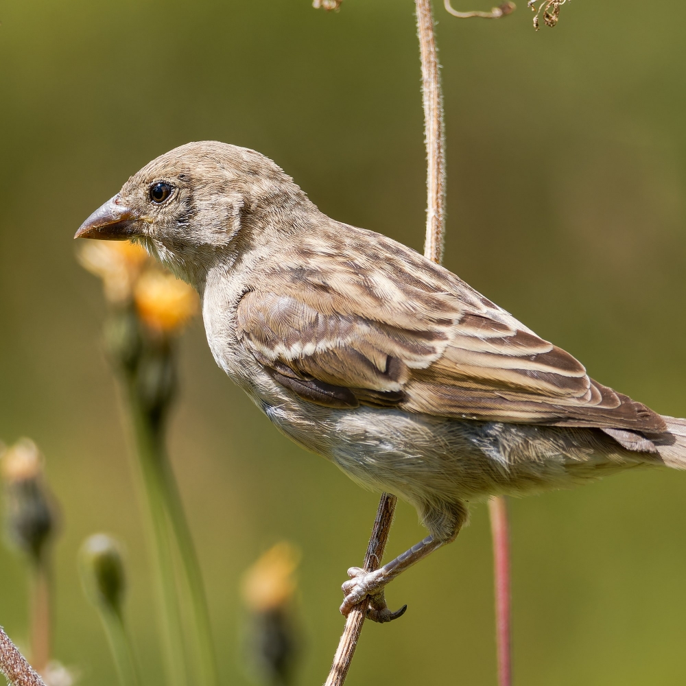 House Sparrow in 20250812 — 60 × 40 cm